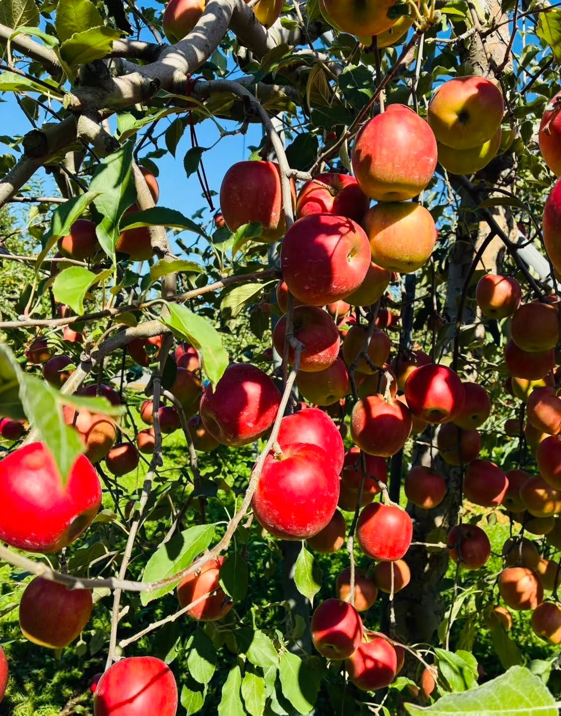 アップルではない・・・りんご