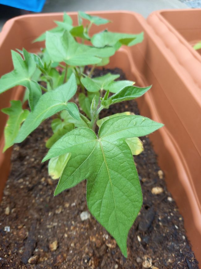 アサガオ（朝顔）植えました