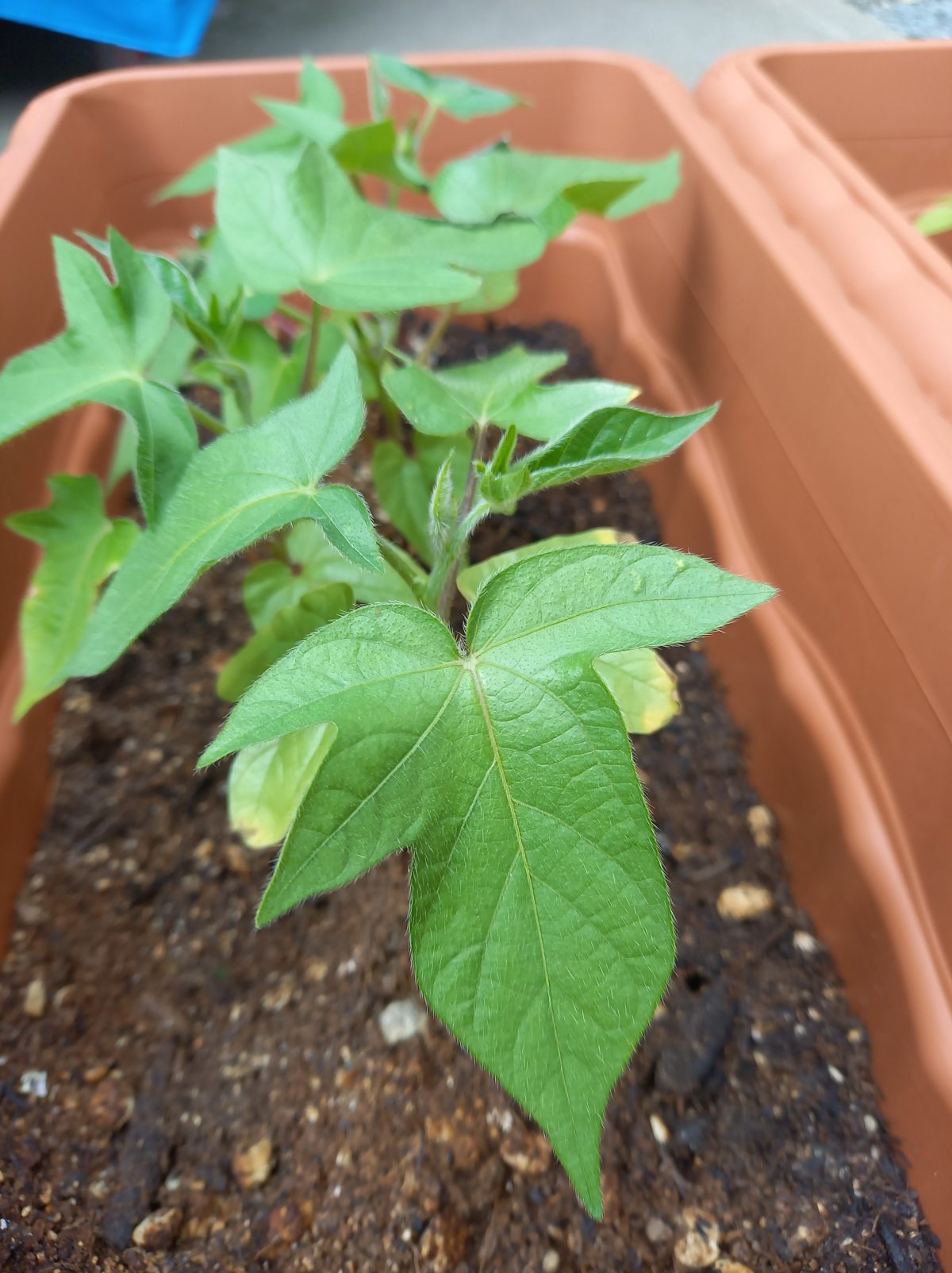 アサガオ（朝顔）植えました