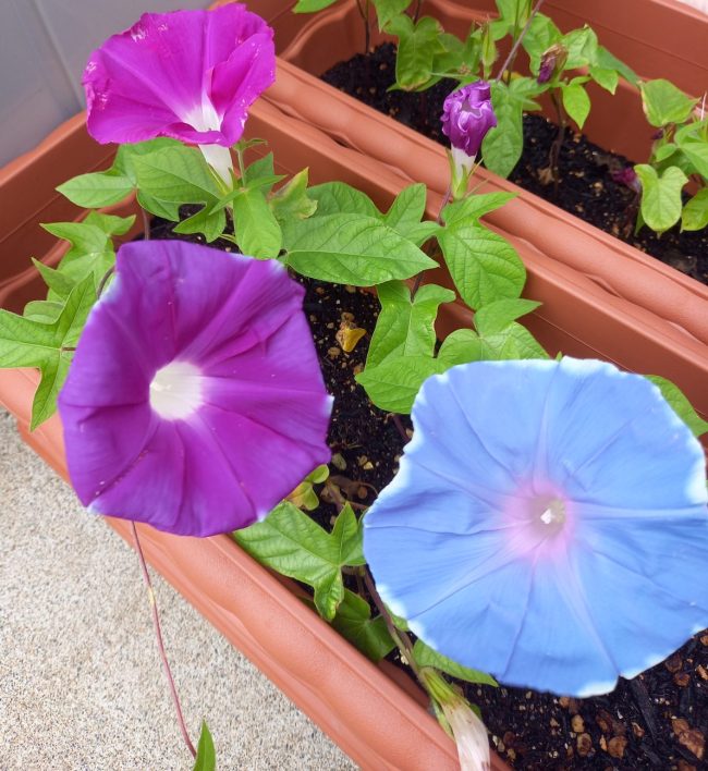 続　アサガオ（朝顔）植えました 