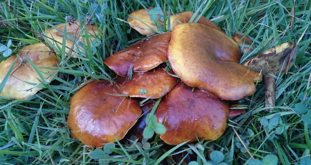 キノコとこねこ