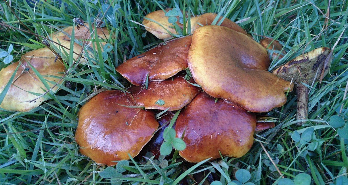 キノコとこねこ