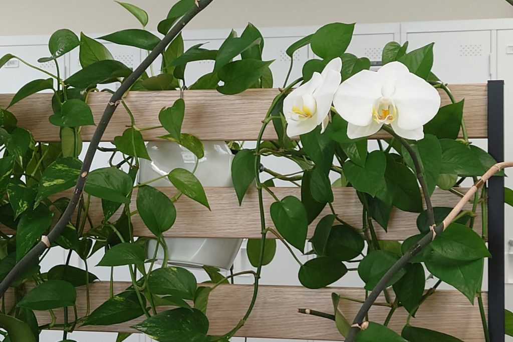 Copilot for Microsoft 365を使っています。