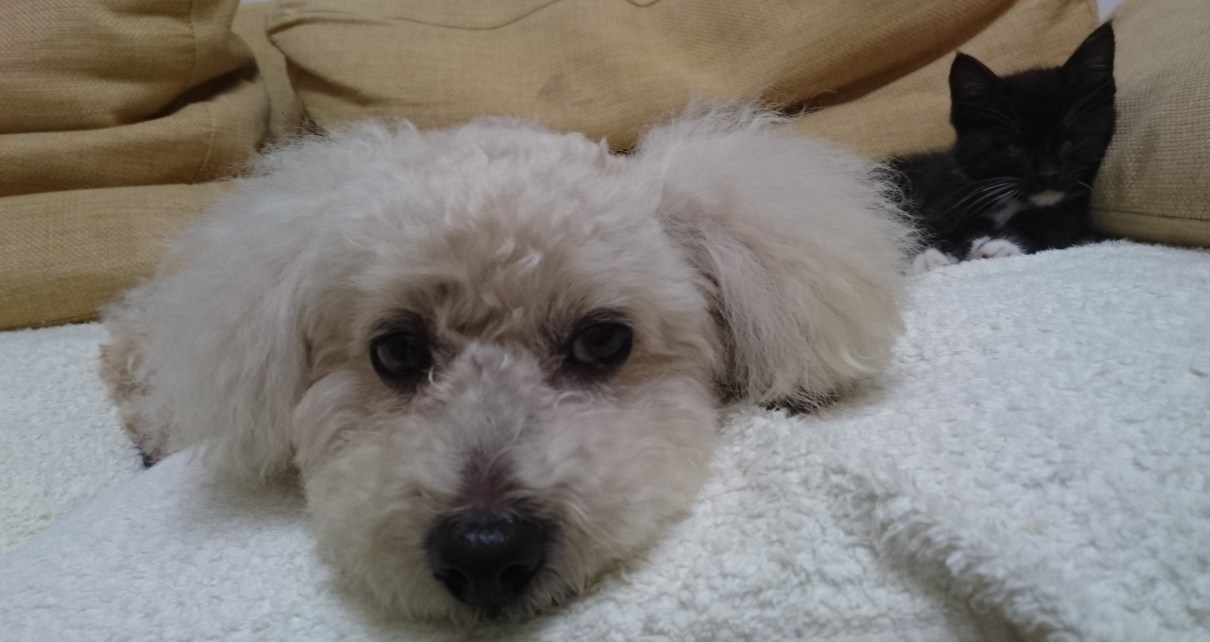 トムとジェリー