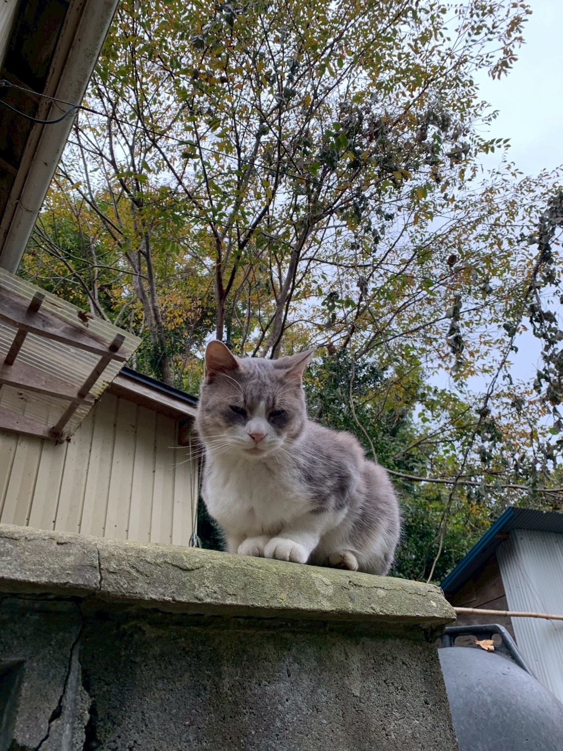 田代島に行ってきました