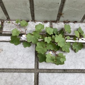 ツタバウンラン