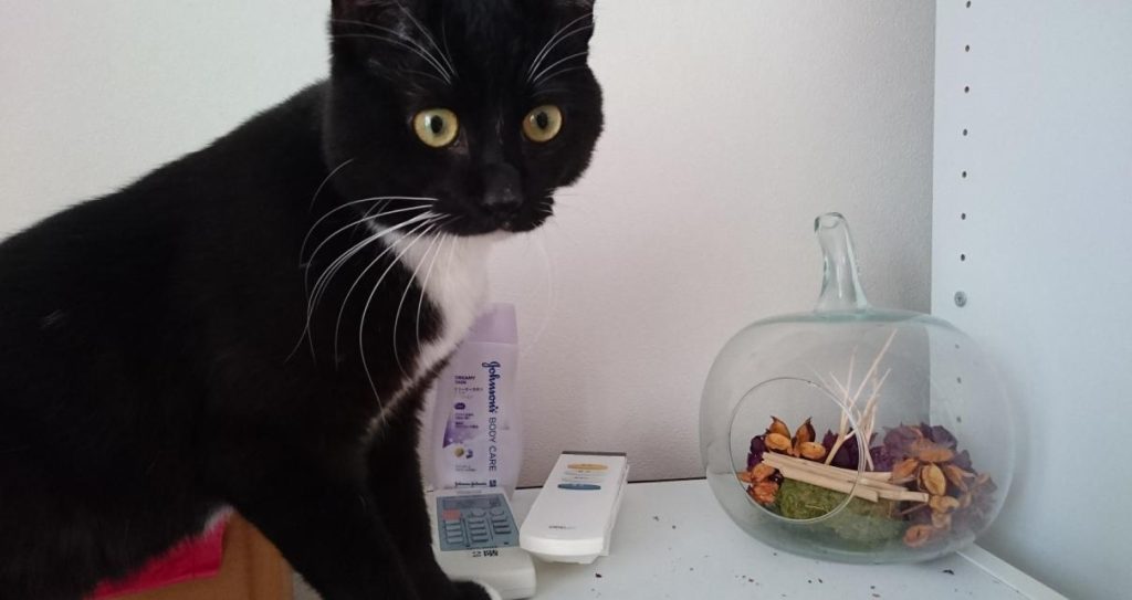 クーもDynamics365も進化しています。