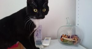 クーもDynamics365も進化しています。