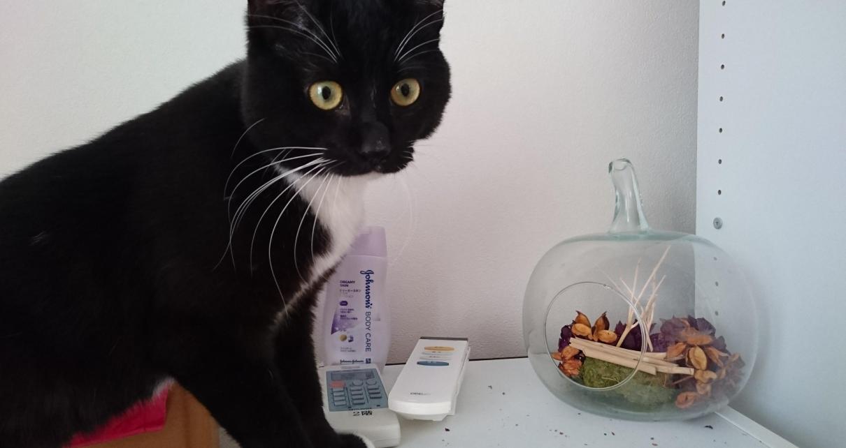 クーもDynamics365も進化しています。