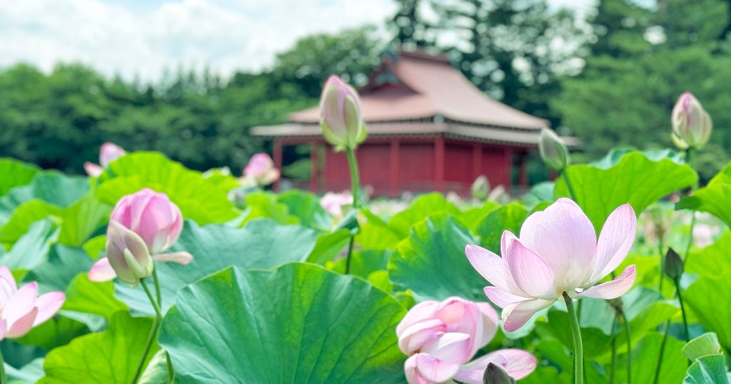 平川市の蓮の花まつりもいかが？