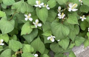 道端の草花を撮って名前を調べる